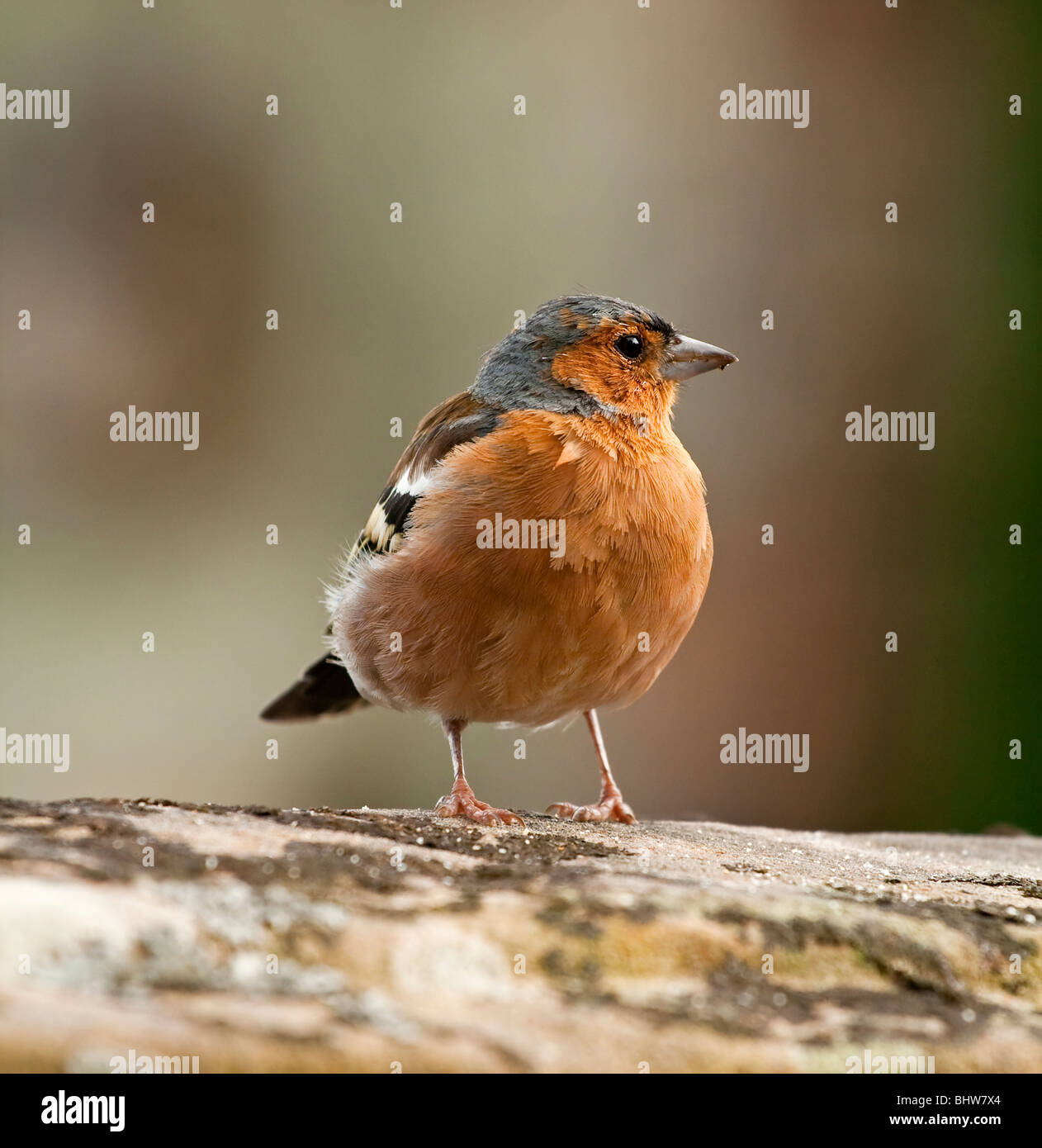 Chaffinch Fringilla coelebs une espèce de passereau de la famille des Fringillidae communément trouvés dans des jardins Banque D'Images
