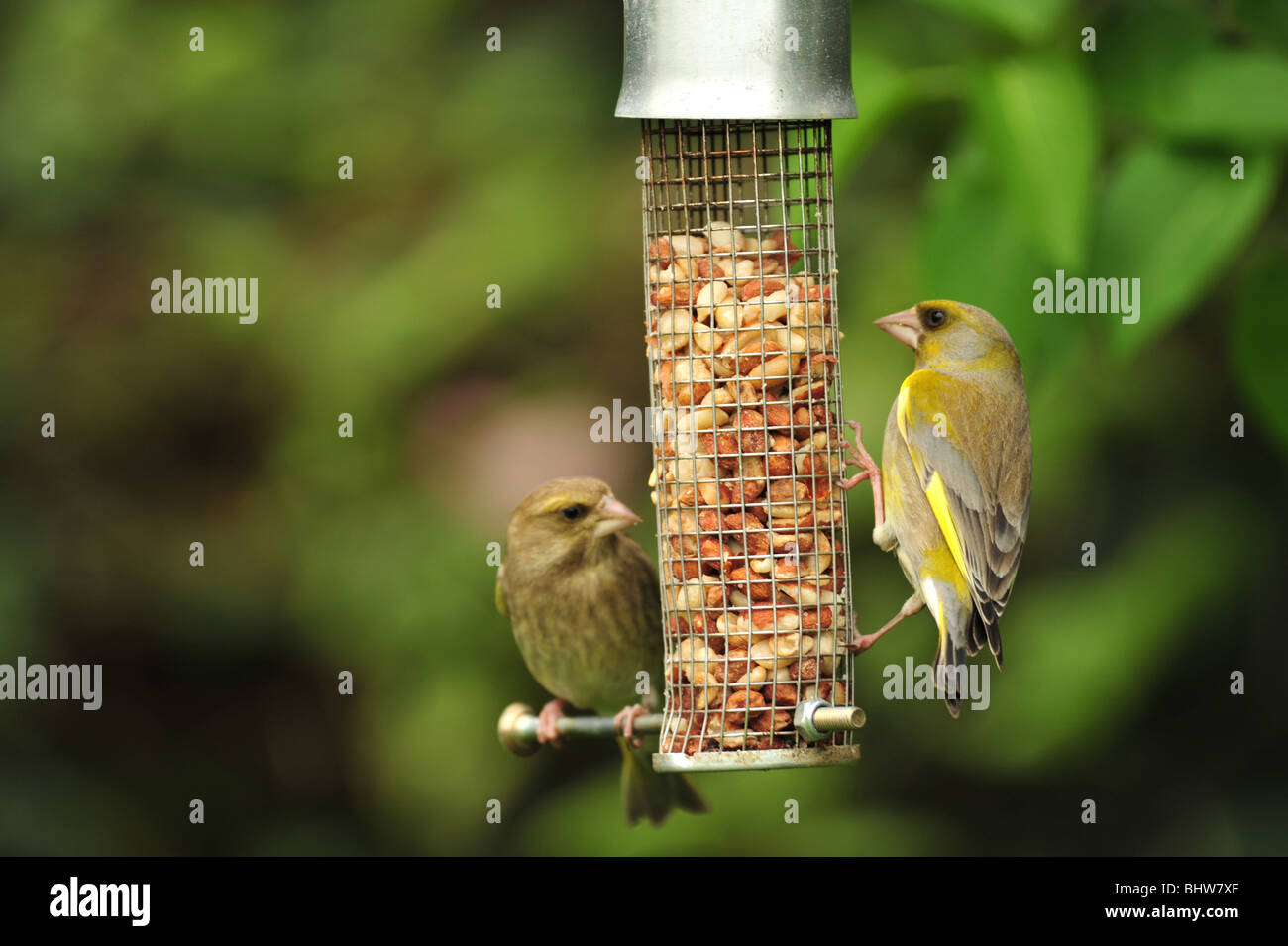 Paire de Green Finch (Carduelis chloris) oiseaux se nourrissant dans une mangeoire d'arachide le jardin. Banque D'Images
