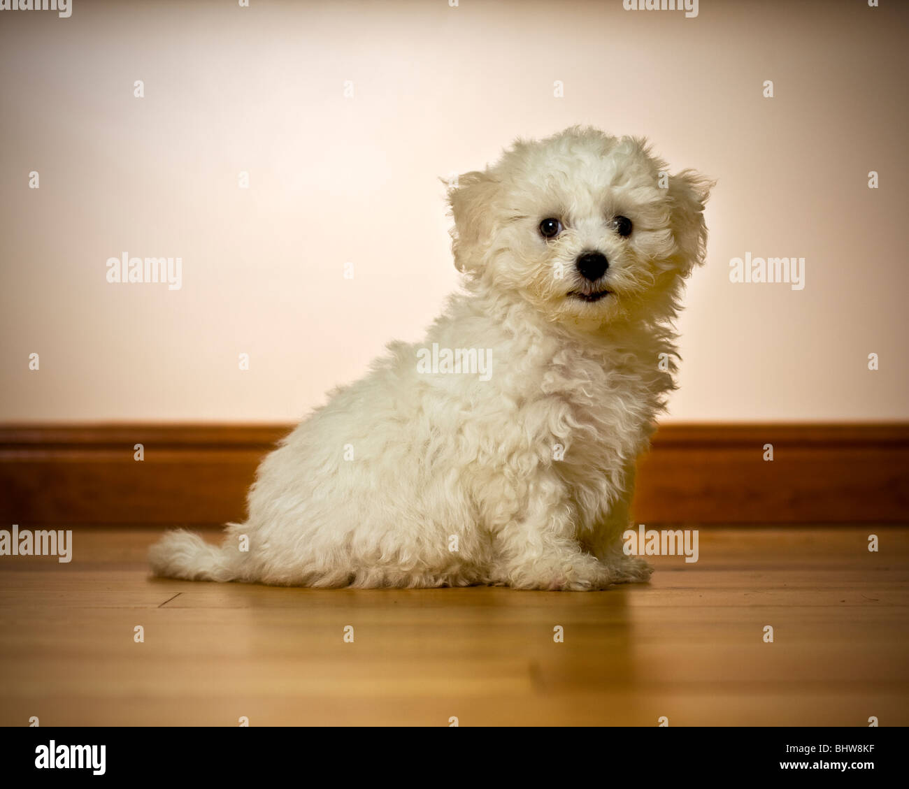 Vieux Bichon Frise Banque De Photographies Et D Images A Haute Resolution Alamy