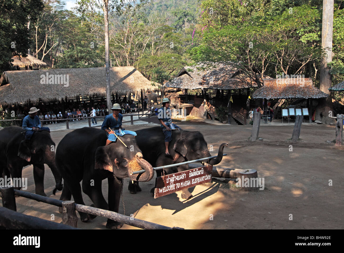 Maesa Elephant Camp afficher près de Chiang Mai, Thaïlande Banque D'Images Maesa Elephant Camp afficher près de Chiang Mai, Thaïlande Banque D'Images