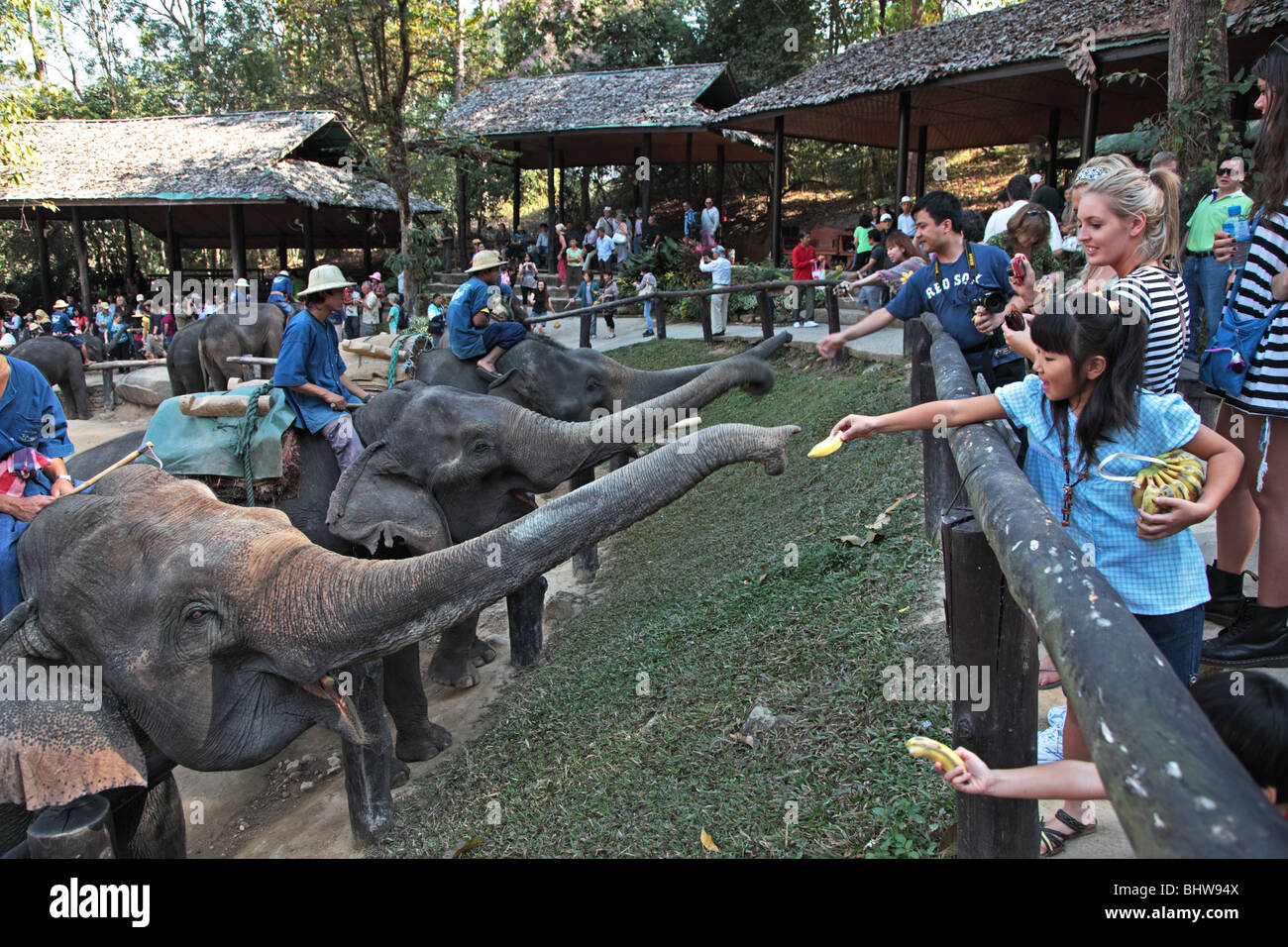 Maesa Elephant Camp afficher près de Chiang Mai, Thaïlande Banque D'Images