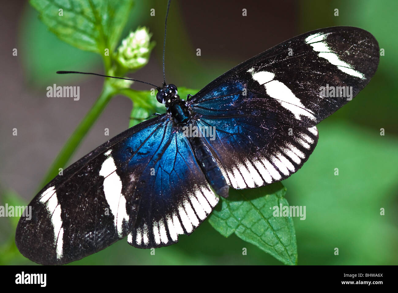 Sara Longwing, Papillon Heliconius sara Banque D'Images