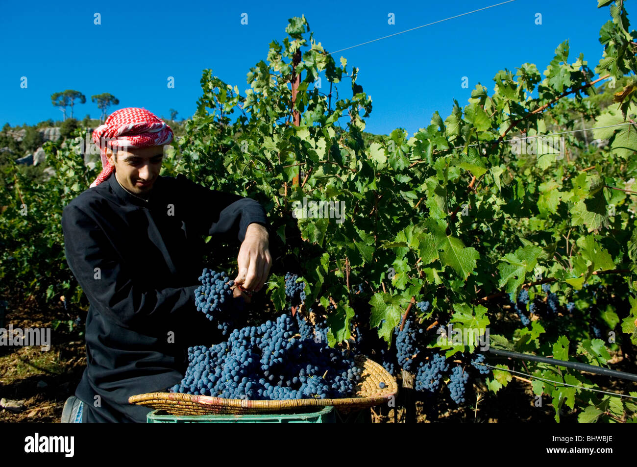 L'arabe agriculteur travaillant dans un vineyard winery Liban Moyen-Orient Asie Banque D'Images