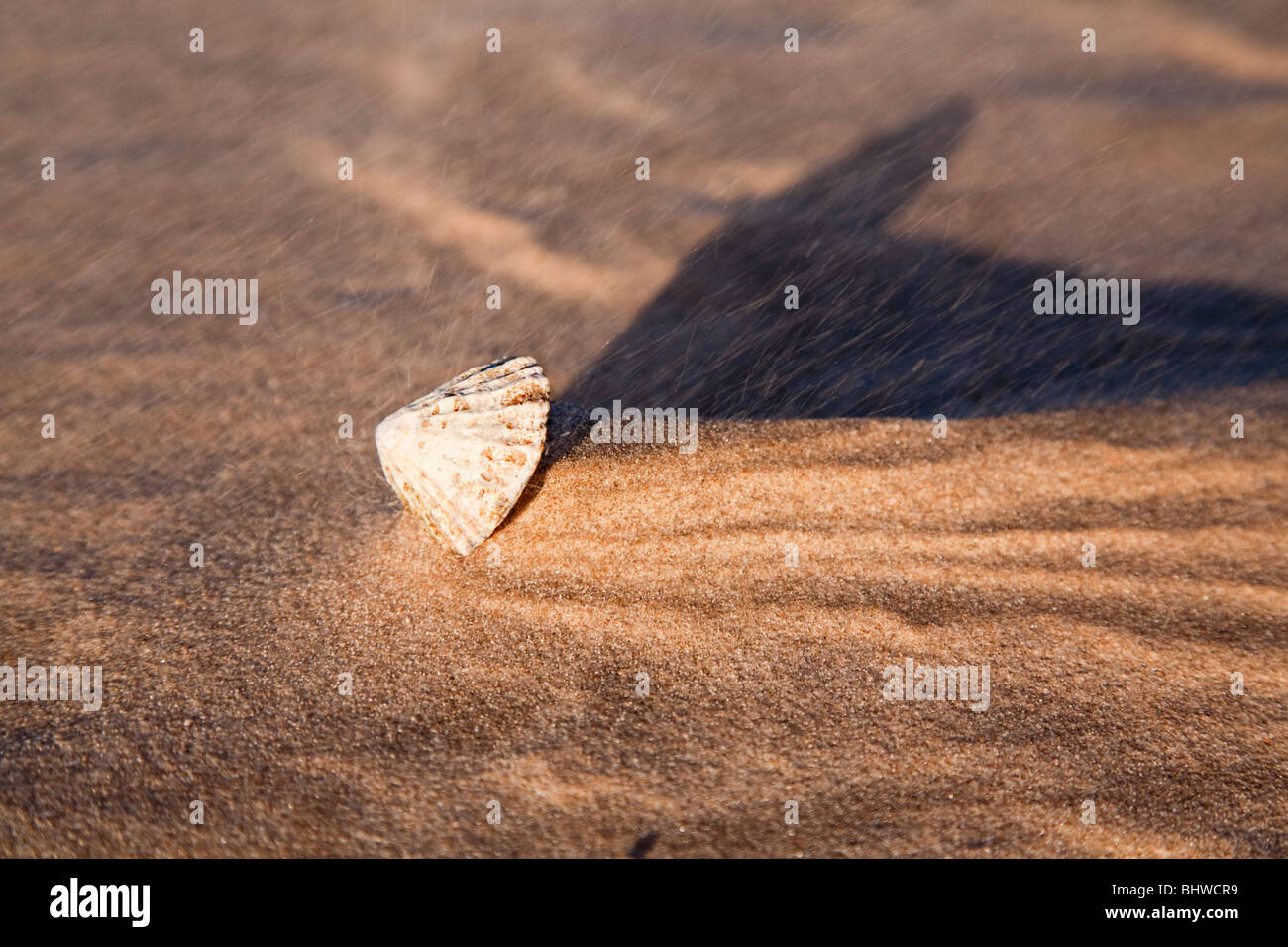 Dans le sable des coquillages sur la plage de vent Banque D'Images