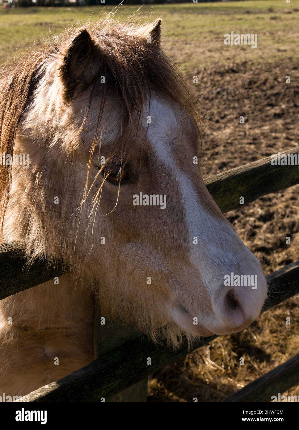 Poney blanc et brun pâle dans un champ à la recherche sur la clôture. Banque D'Images