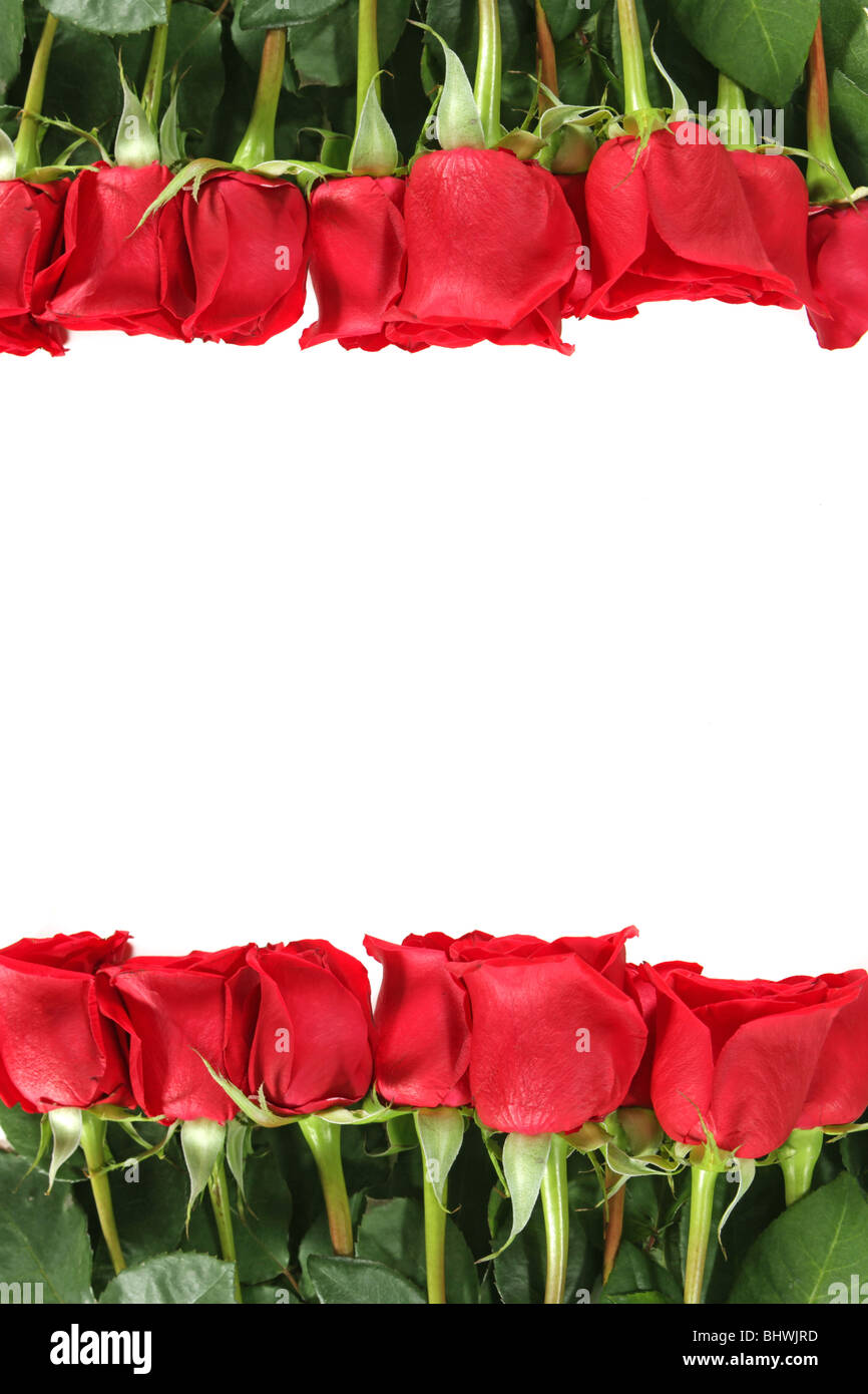 Roses rouges dans une rangée avec placement vertical isolated on White With Copy Space Banque D'Images Roses rouges dans une rangée avec placement vertical isolated on White With Copy Space Banque D'Images