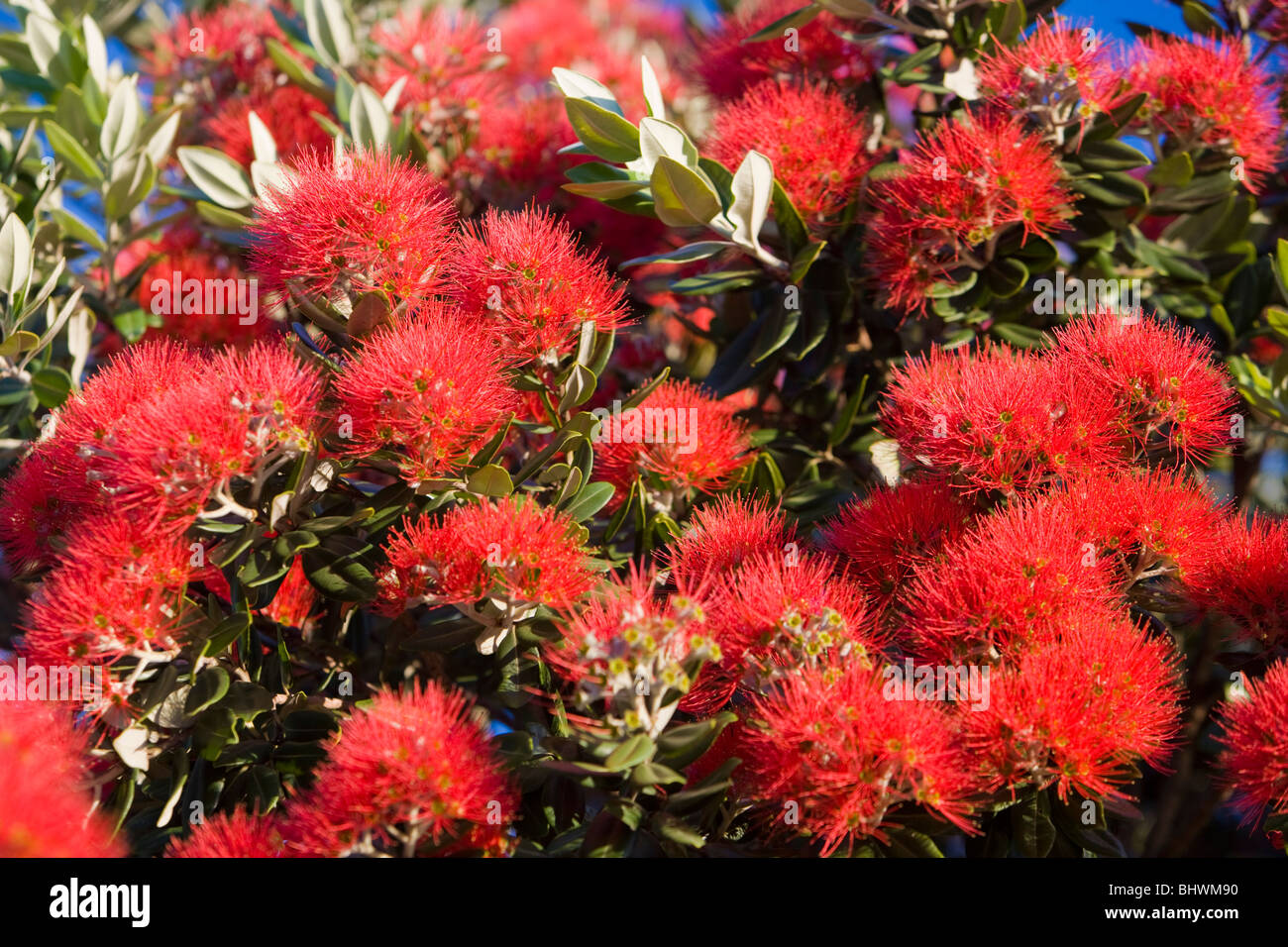 Del Rio, l'arbre de Noël de Nouvelle-Zélande, Auckland, Nouvelle-Zélande Banque D'Images