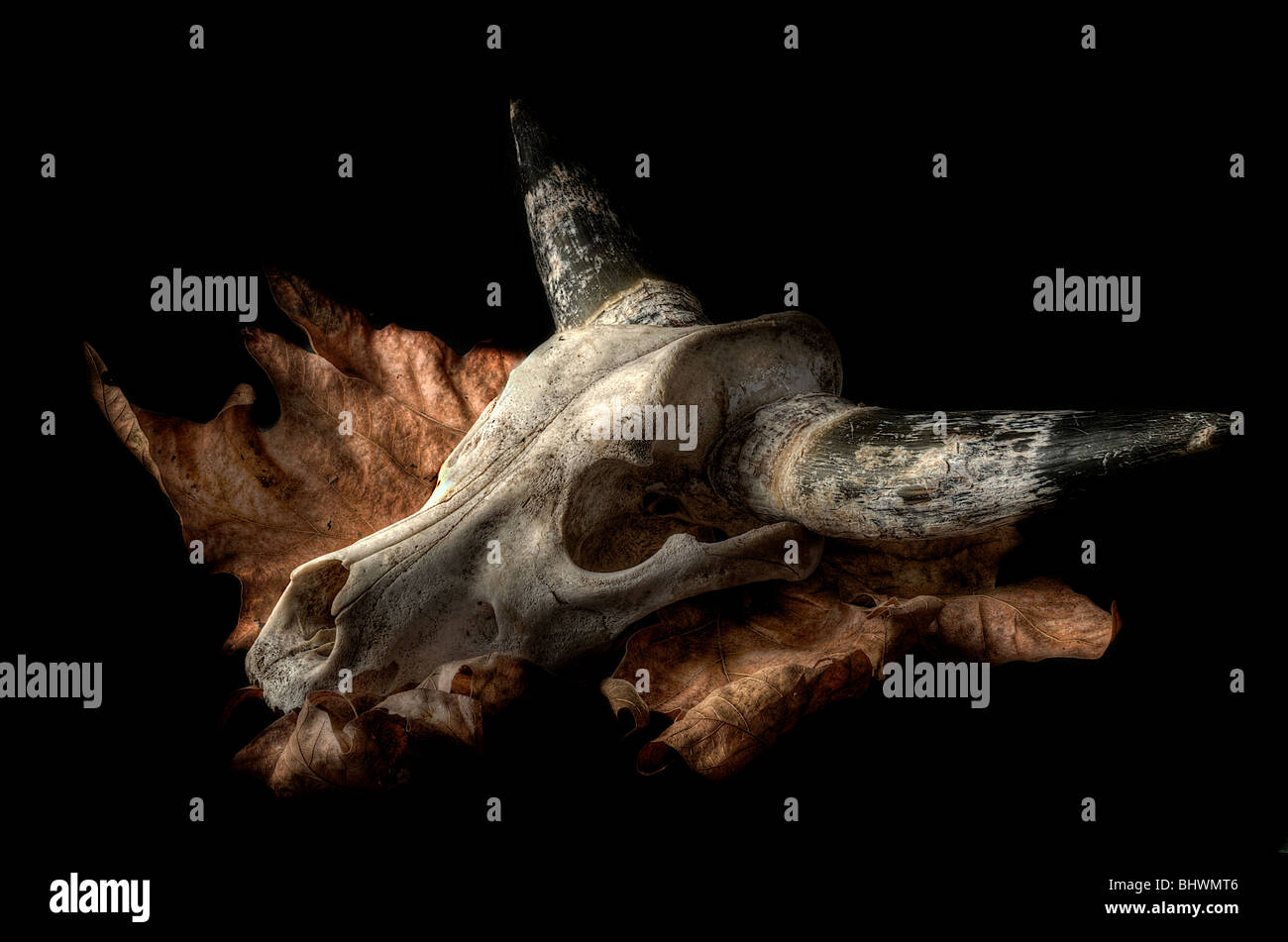 Crâne avec cornes de vache sur une vieille feuille marron dans HDR Banque D'Images