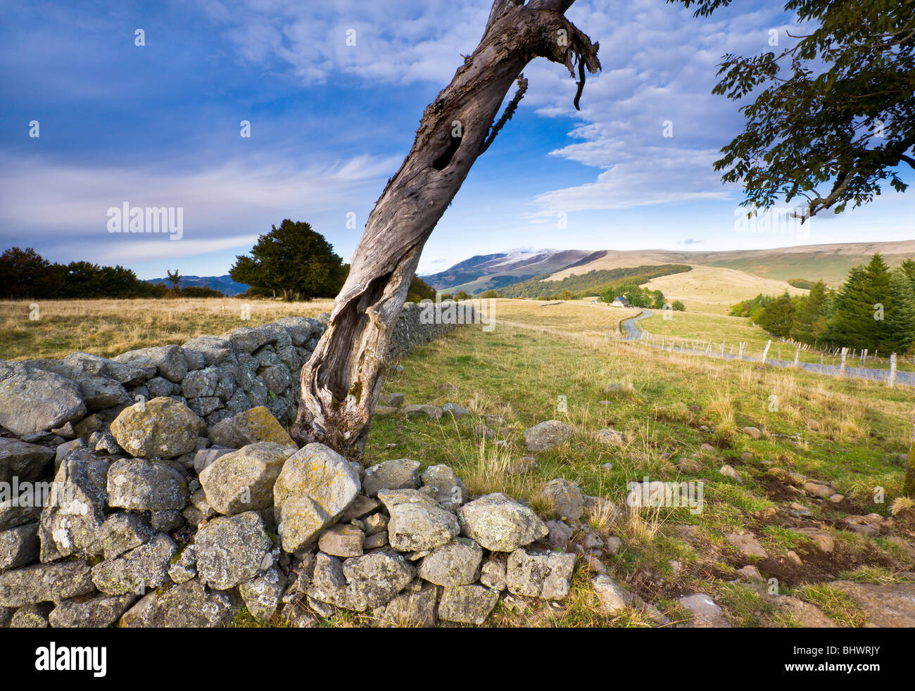 Un arbre mort à côté d'un mur de pierre, Auvergne, Massif Central, France. Banque D'Images