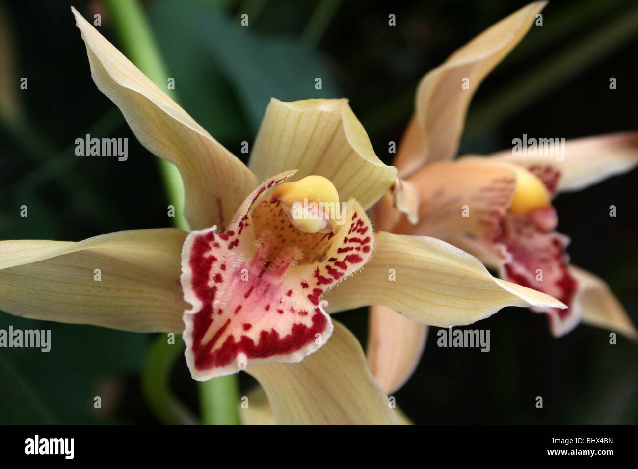 Orchidée Cymbidium prises dans Palmhouse Sefton Park, Liverpool, Royaume-Uni Banque D'Images
