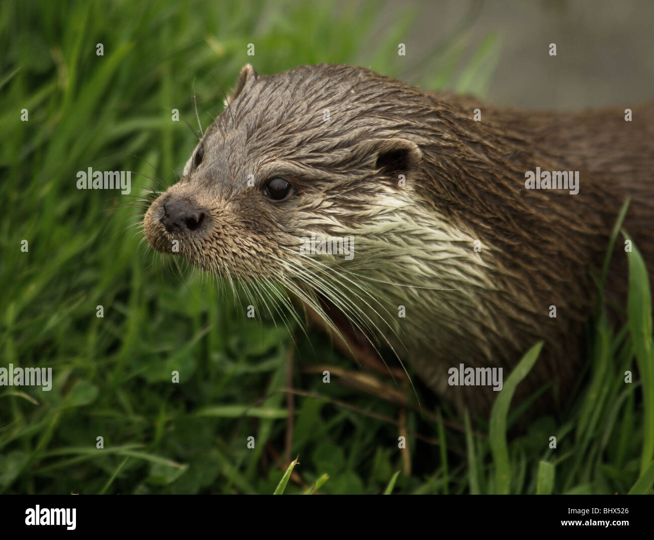 Otter émergeant de l'eau sur l'herbe de la banque. Banque D'Images