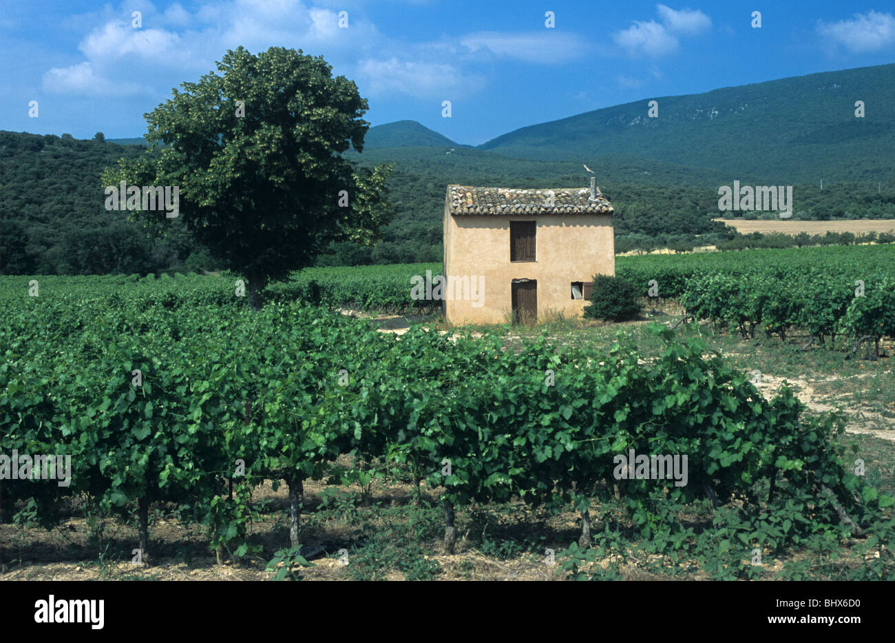 La côte du Luberon Vineyard & Cabanon ou agricoles Hut, entre Saint Saturin-les-Apt et Rustrel, Luberon, Provence, France Banque D'Images