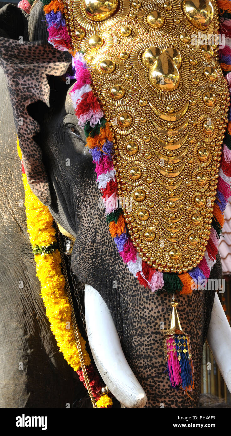 Chef de l'elephant de prendre part à une cérémonie de temple hindou près de Kochi également connu sous le nom de Cochin, Kerala, Inde Banque D'Images