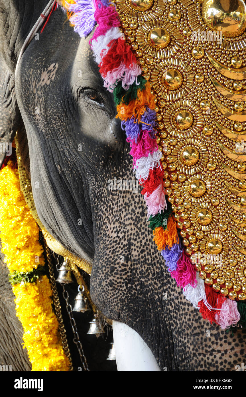 Chef de l'elephant de prendre part à une cérémonie de temple hindou près de Kochi également connu sous le nom de Cochin, Kerala, Inde Banque D'Images