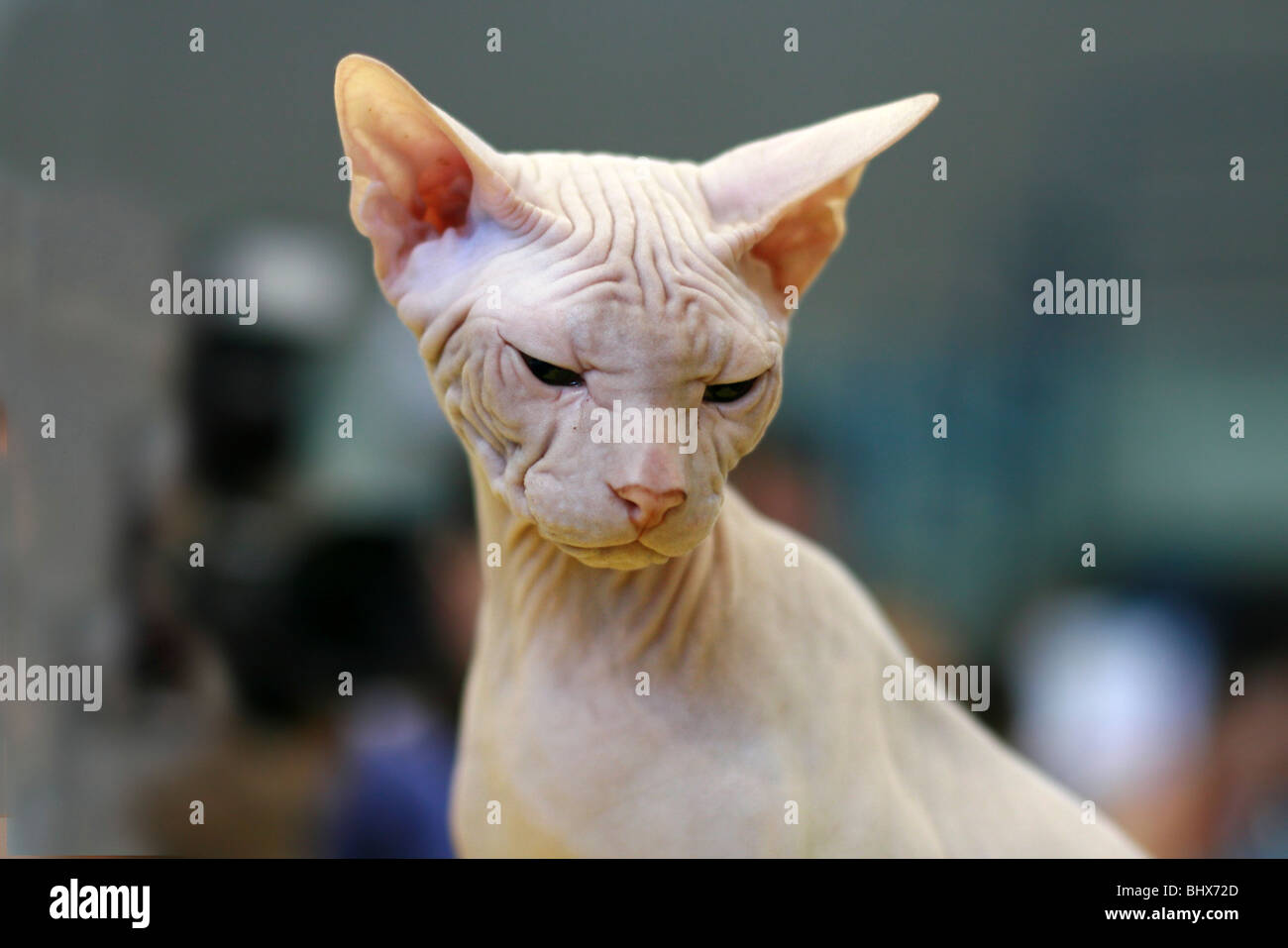 Arbre Chat Sphynx Blanc Chat Sans Poils Aussi Connu Sous Le Nom De Canadian Glabres Photo Stock Alamy