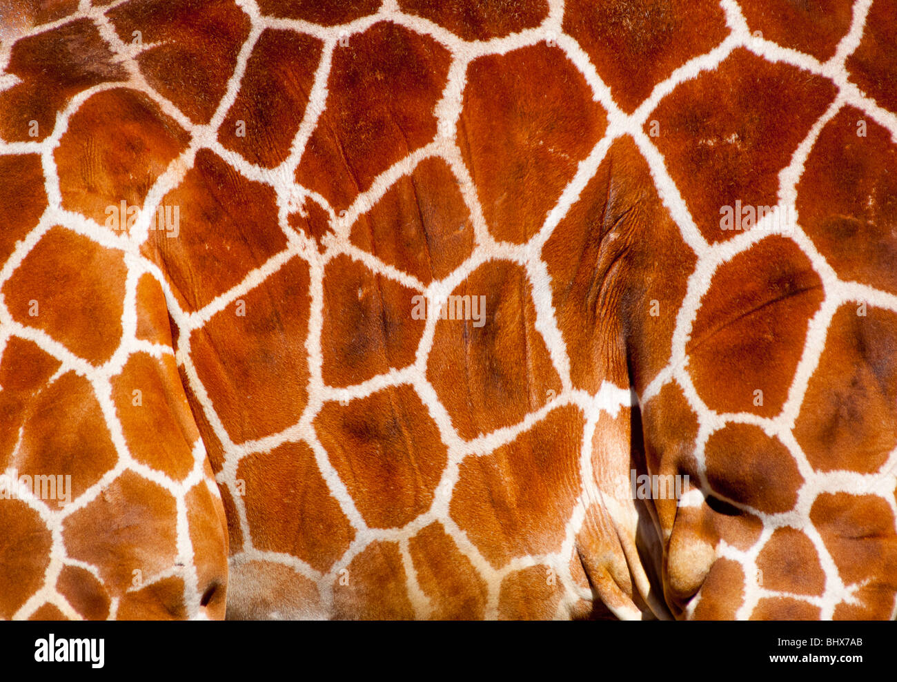 Arrière-plan de girafe Banque D'Images