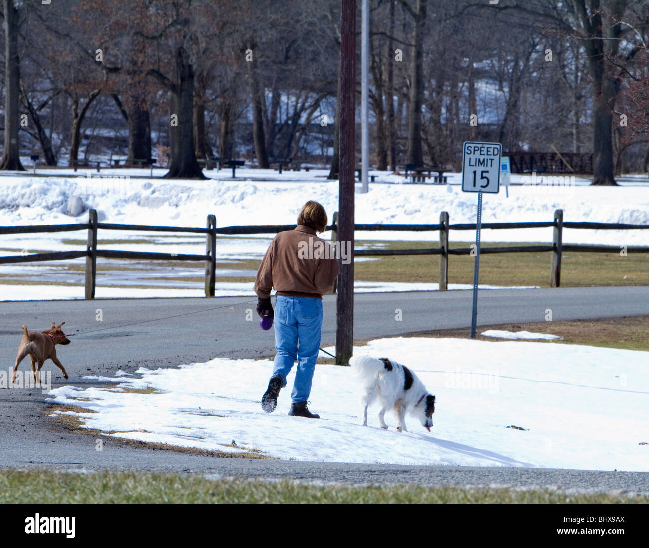 Une femme marche deux chiens dans la neige. Un chien aime la neige l'autre pas. Banque D'Images