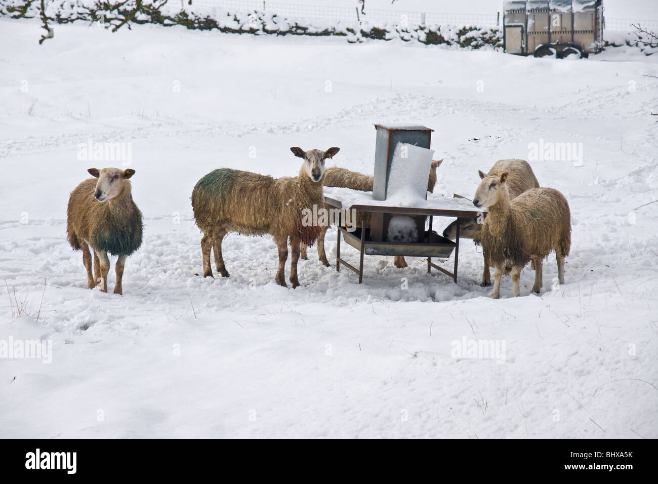 Les moutons autour d'une mangeoire dans la neige dans Wensleydale, Yorkshire Banque D'Images