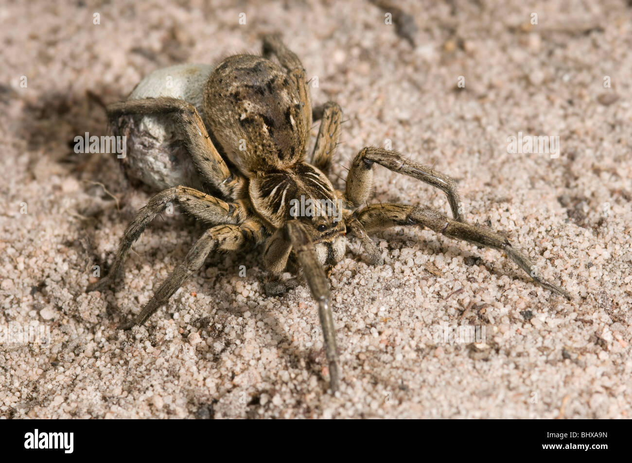 Wolf spider femelle avec sac Banque D'Images