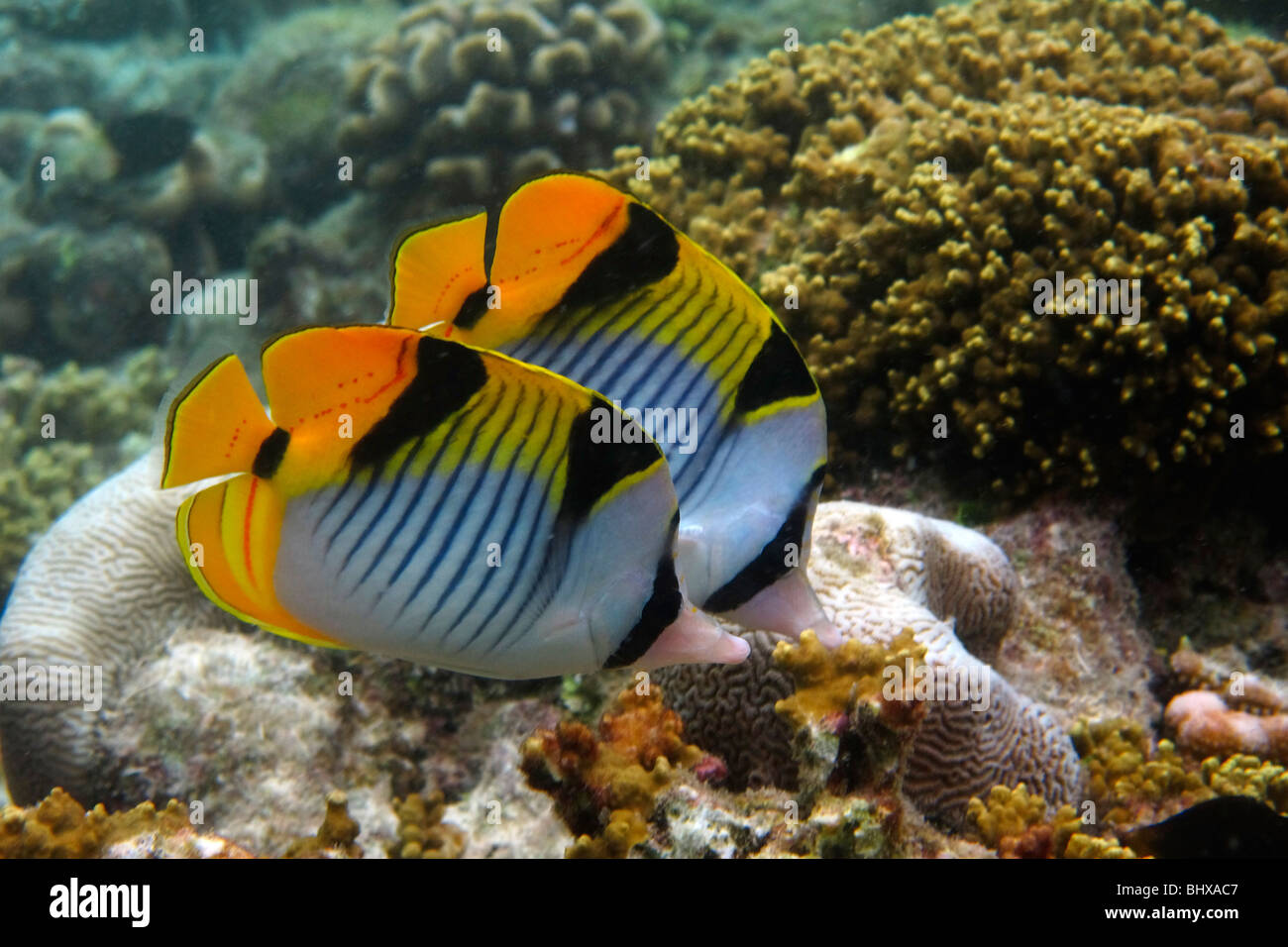 Poissons de corail à Biyadhoo Island Reef , Océan Indien , South Male Atoll, Maldives Banque D'Images