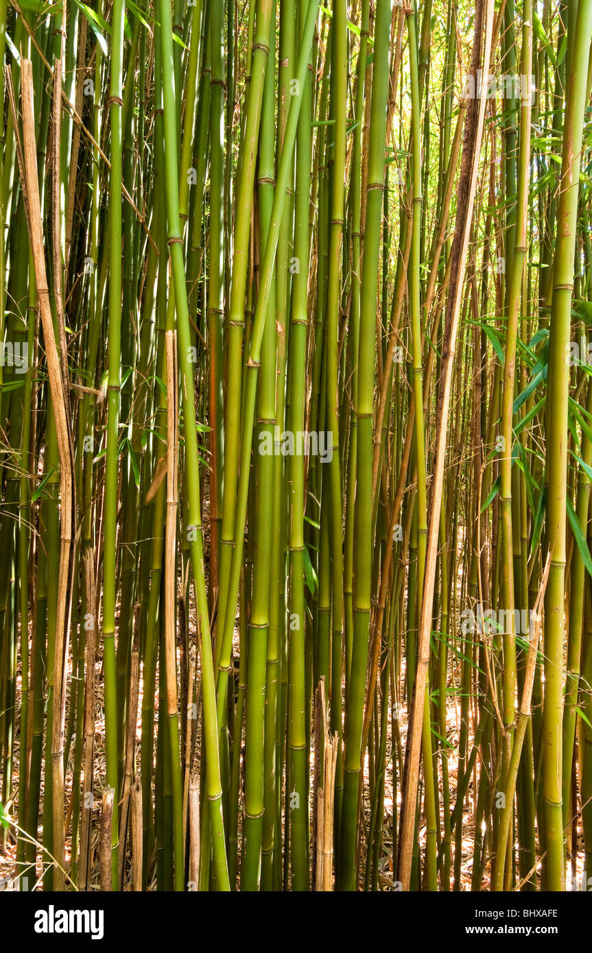 Bambou vert dans la forêt de bambou sur l'Pipiwai trail près de Hana Maui Hawaii Banque D'Images