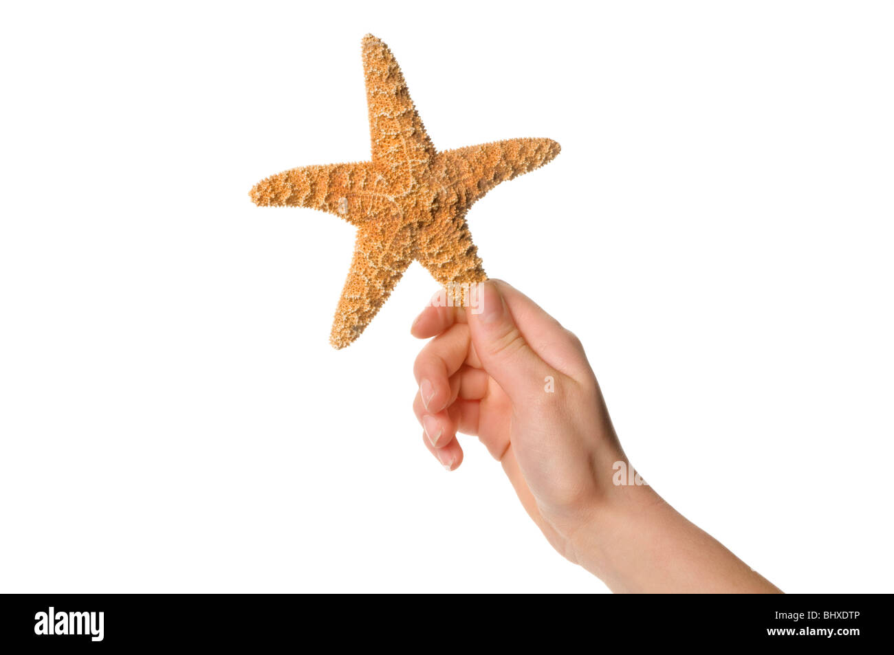 Hand holding starfish Banque D'Images