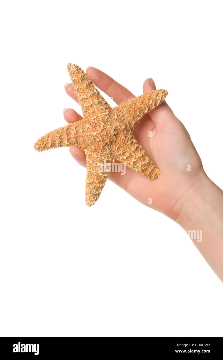 Hand holding starfish Banque D'Images