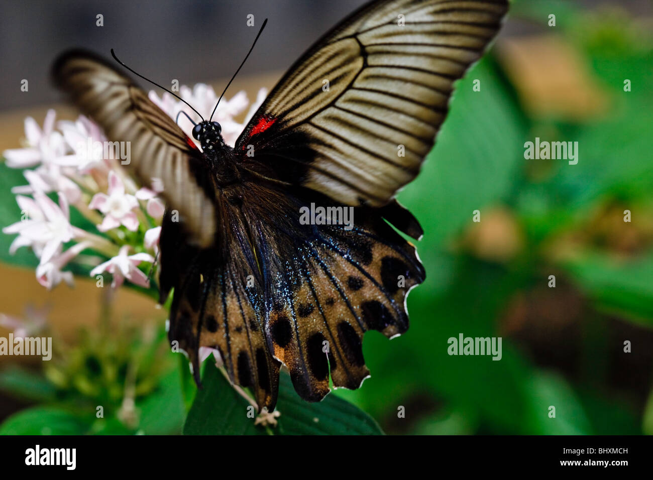 Papillon Grand Mormon Banque D'Images