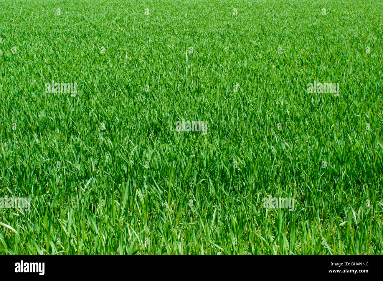 herbe Banque D'Images