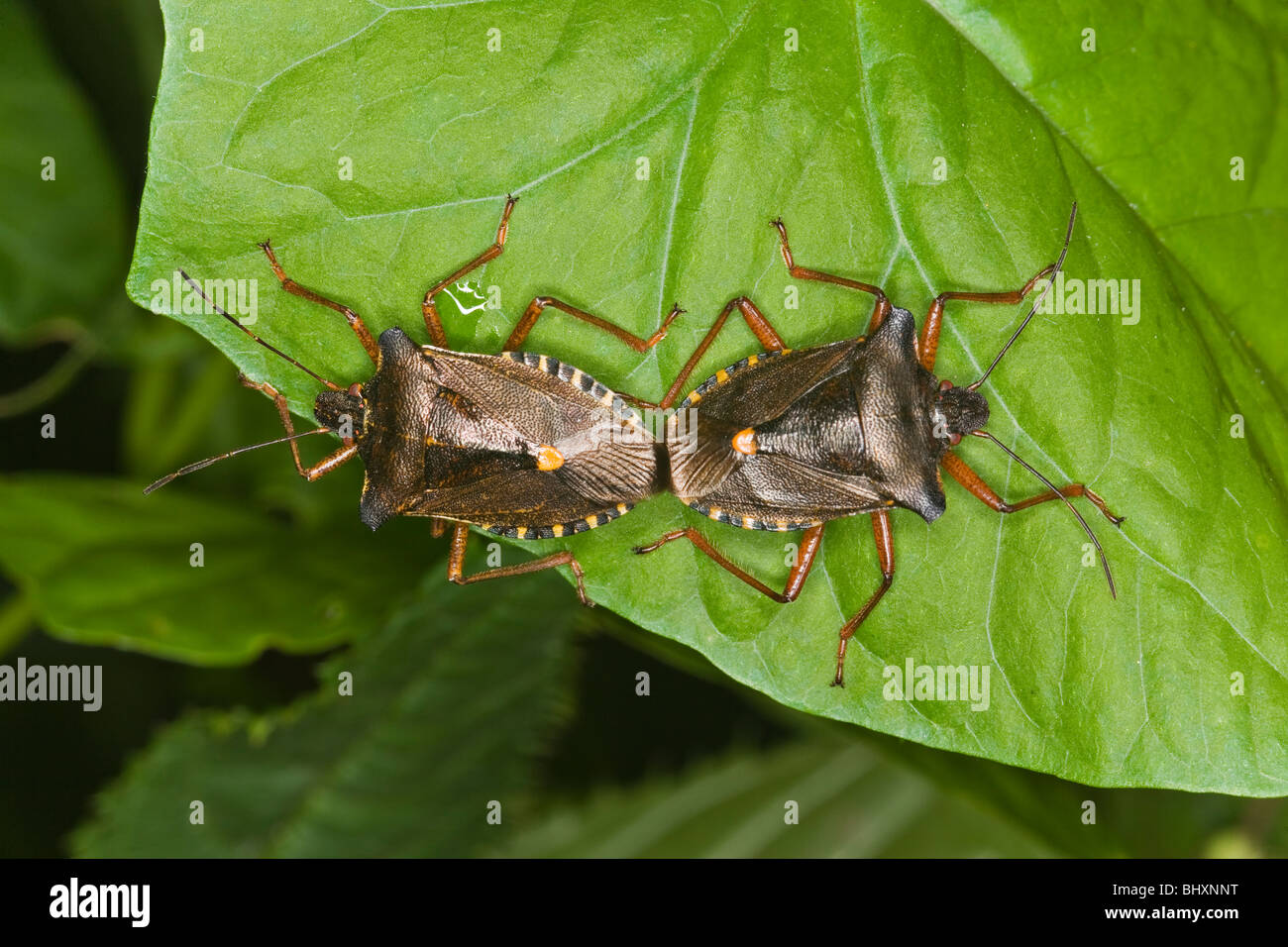 (Pentatoma rufipes forêt Bug) Banque D'Images