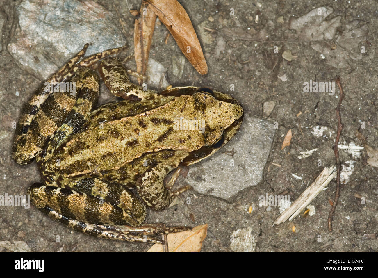 Grenouille agile (Rana dalmatina) Banque D'Images