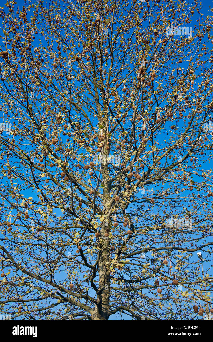 Lacewood européenne (Platanus x acerifolia) Banque D'Images