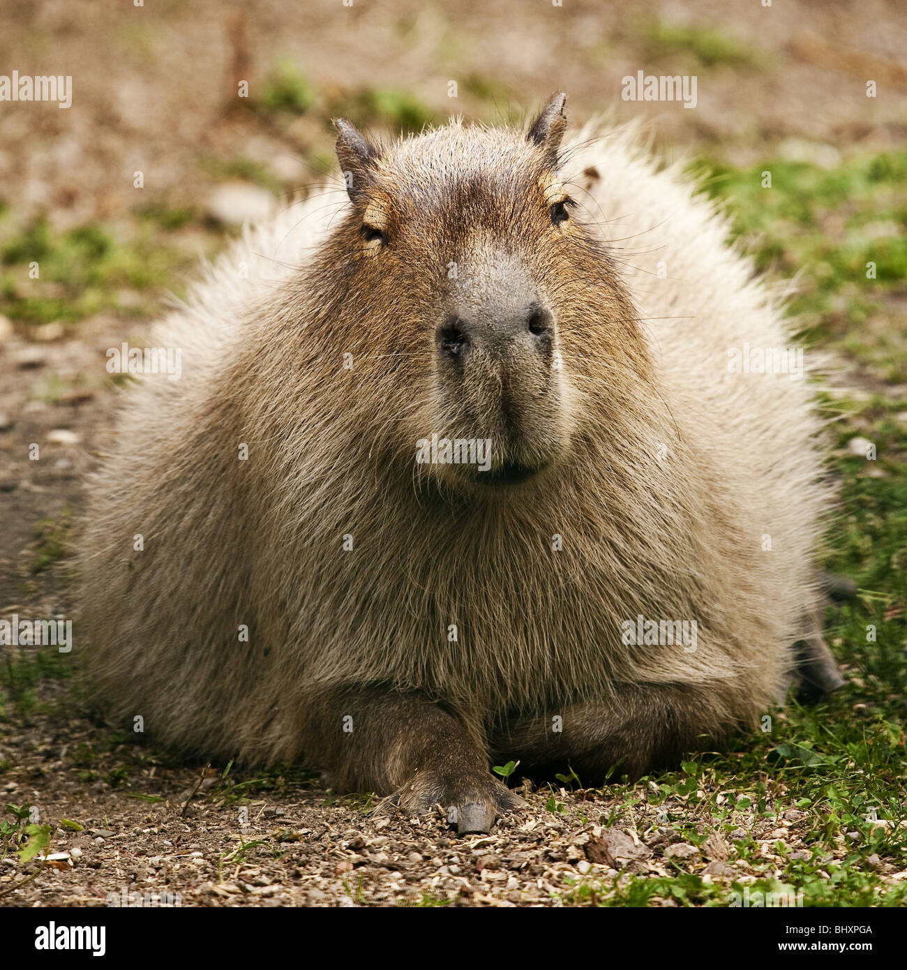 Capibara (Hydrochoerus hydrochaeris) Banque D'Images