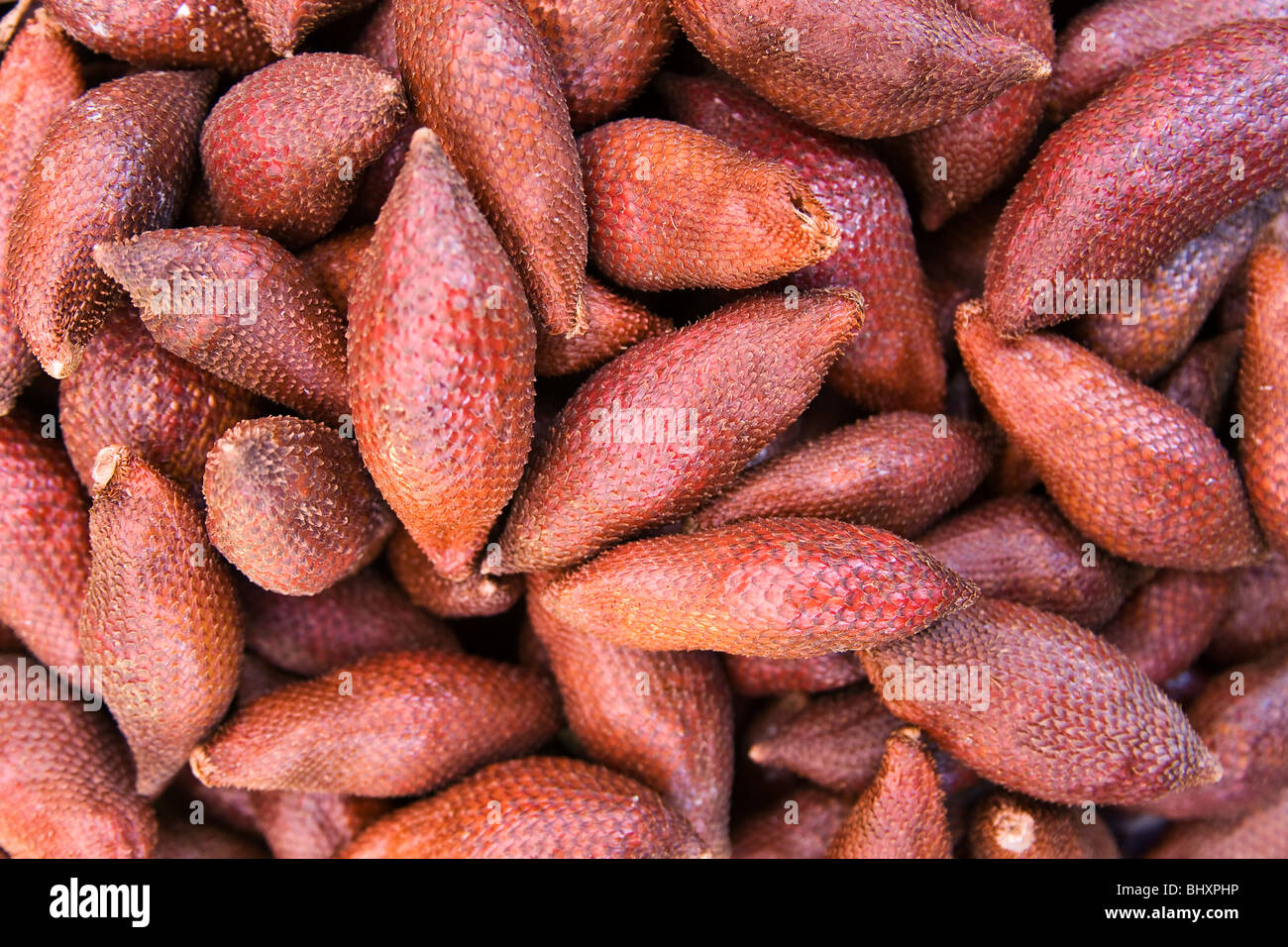 Salak Salacca zalacca (fruits) Banque D'Images