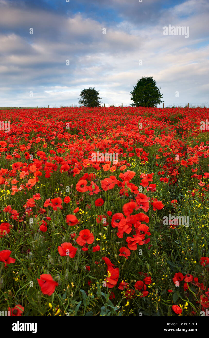 Poppies growing parmi les cultures sur les terres arables, l'East Sussex Downs Du Sud Banque D'Images