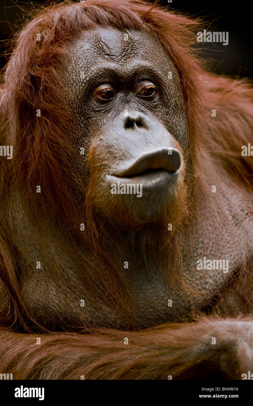 L'orang-outang (Pongo pygmaeus) Banque D'Images