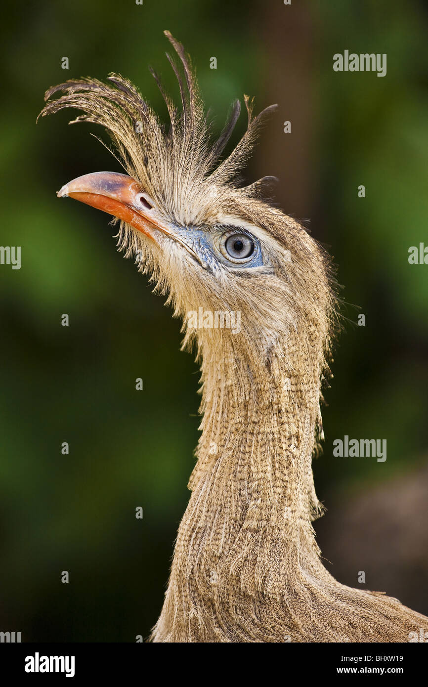 Red-legged Seriema (Cariama cristata) Banque D'Images