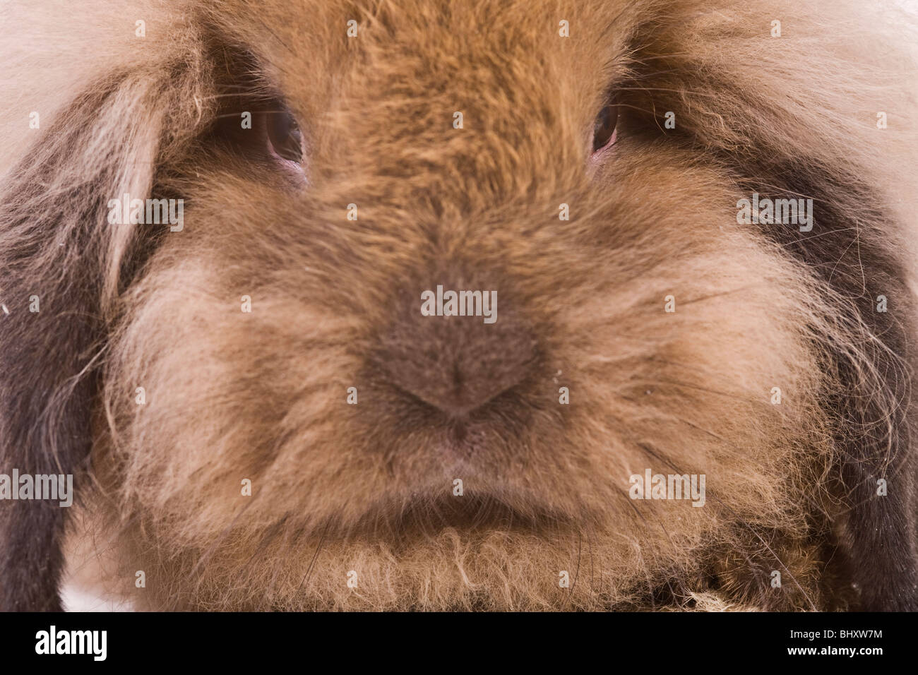 lapin de Lionhead Banque D'Images