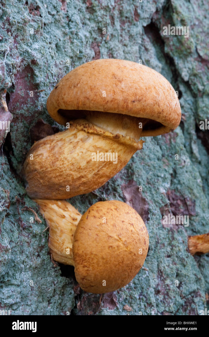 Miel foncé Fugus (Armillaria ostoyae) Banque D'Images
