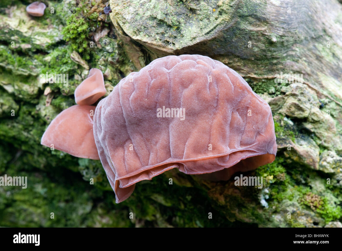 Jelly Champignon oreille (Auricularia auricula-judae) Banque D'Images