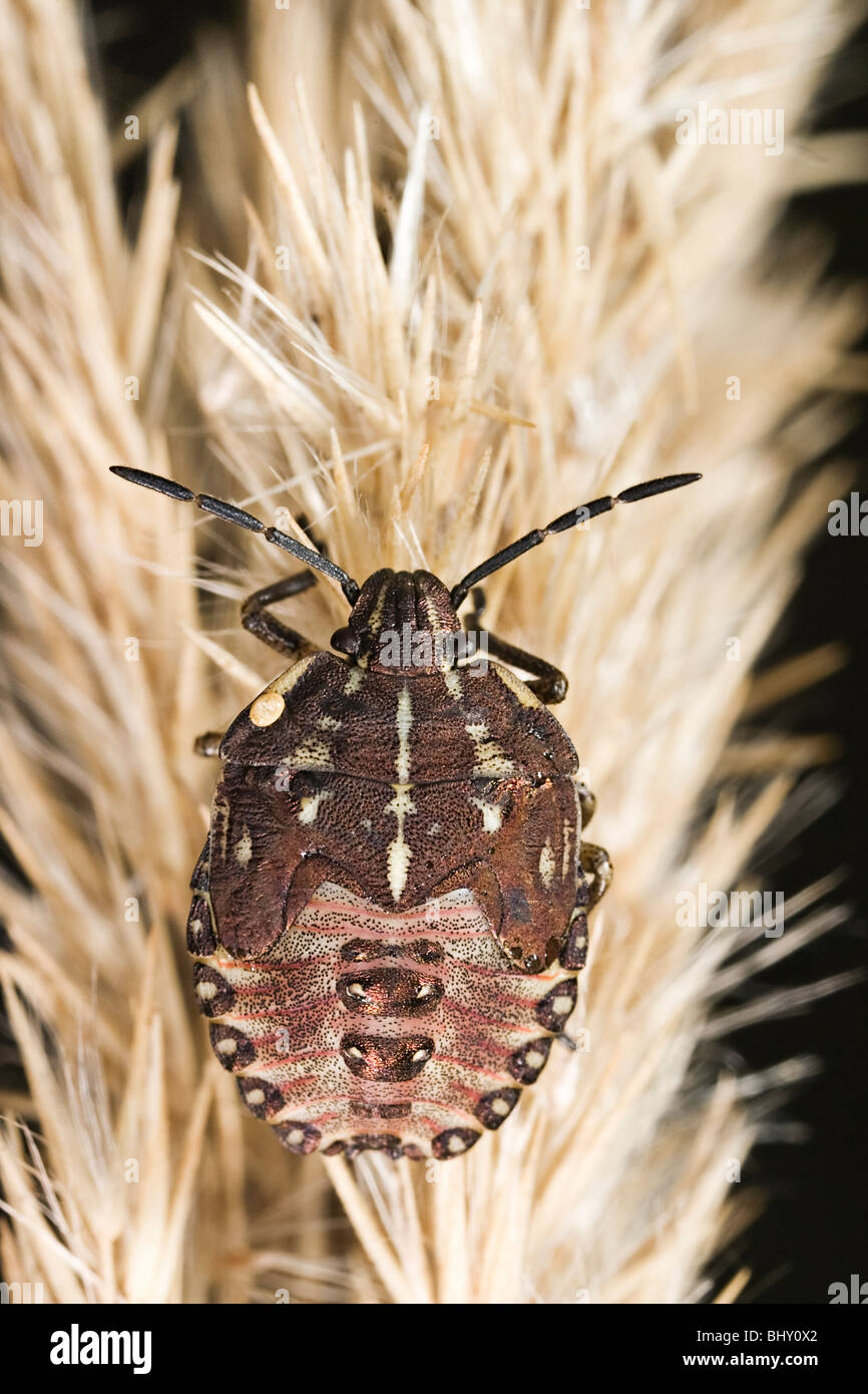 Grub d'une forêt Bug (Pentatoma rufipes) Banque D'Images