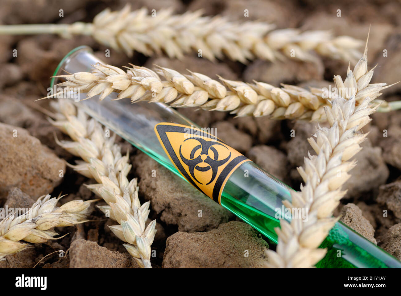 Tube à essai avec un symbole biohazard et épis de maïs, blé génétiquement modifié Banque D'Images