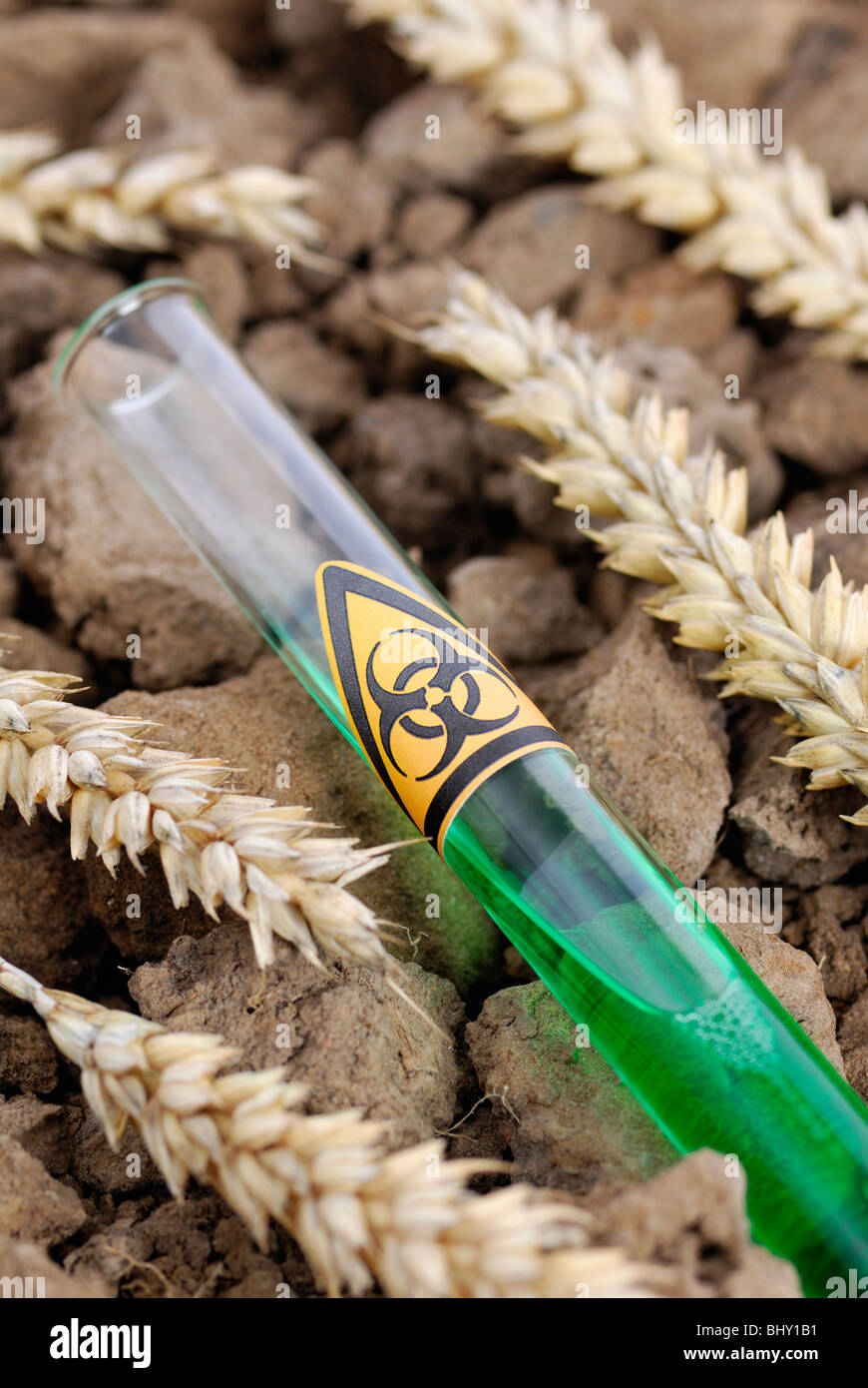 Tube à essai avec un symbole biohazard et épis de maïs, blé génétiquement modifié Banque D'Images