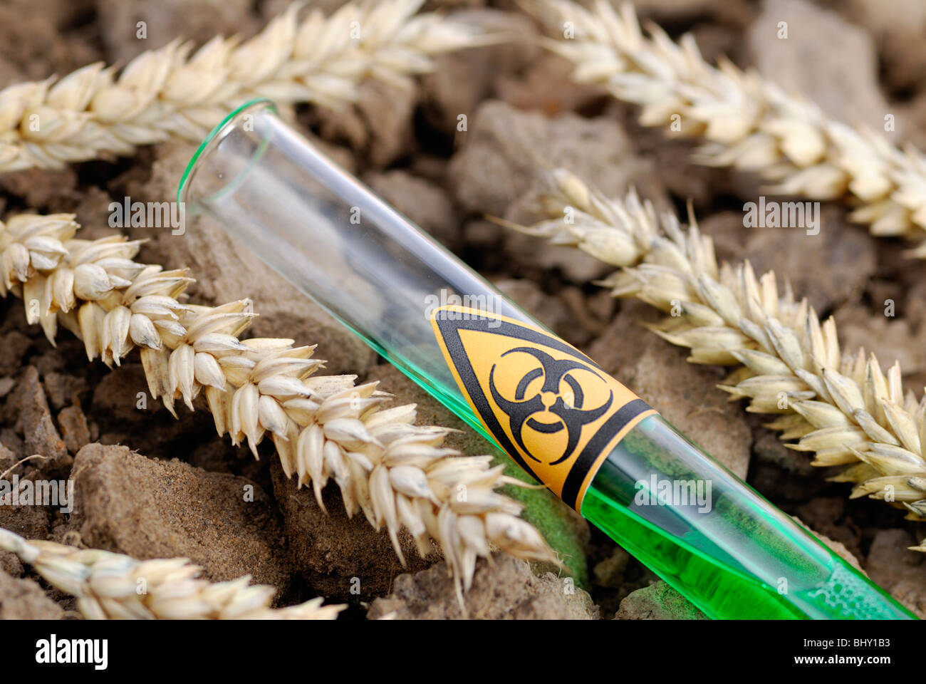 Tube à essai avec un symbole biohazard et épis de maïs, blé génétiquement modifié Banque D'Images