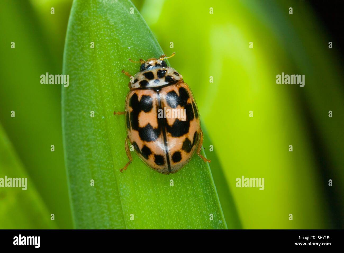 Lady Bird (Propylaea quatuordecimpunctata) Banque D'Images