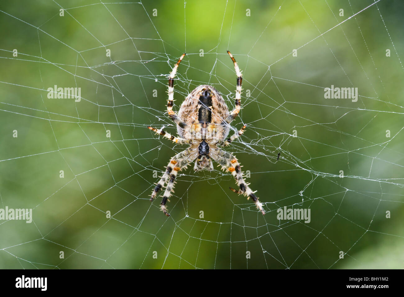 Jardin araignée européenne (Araneus diadematus) Banque D'Images