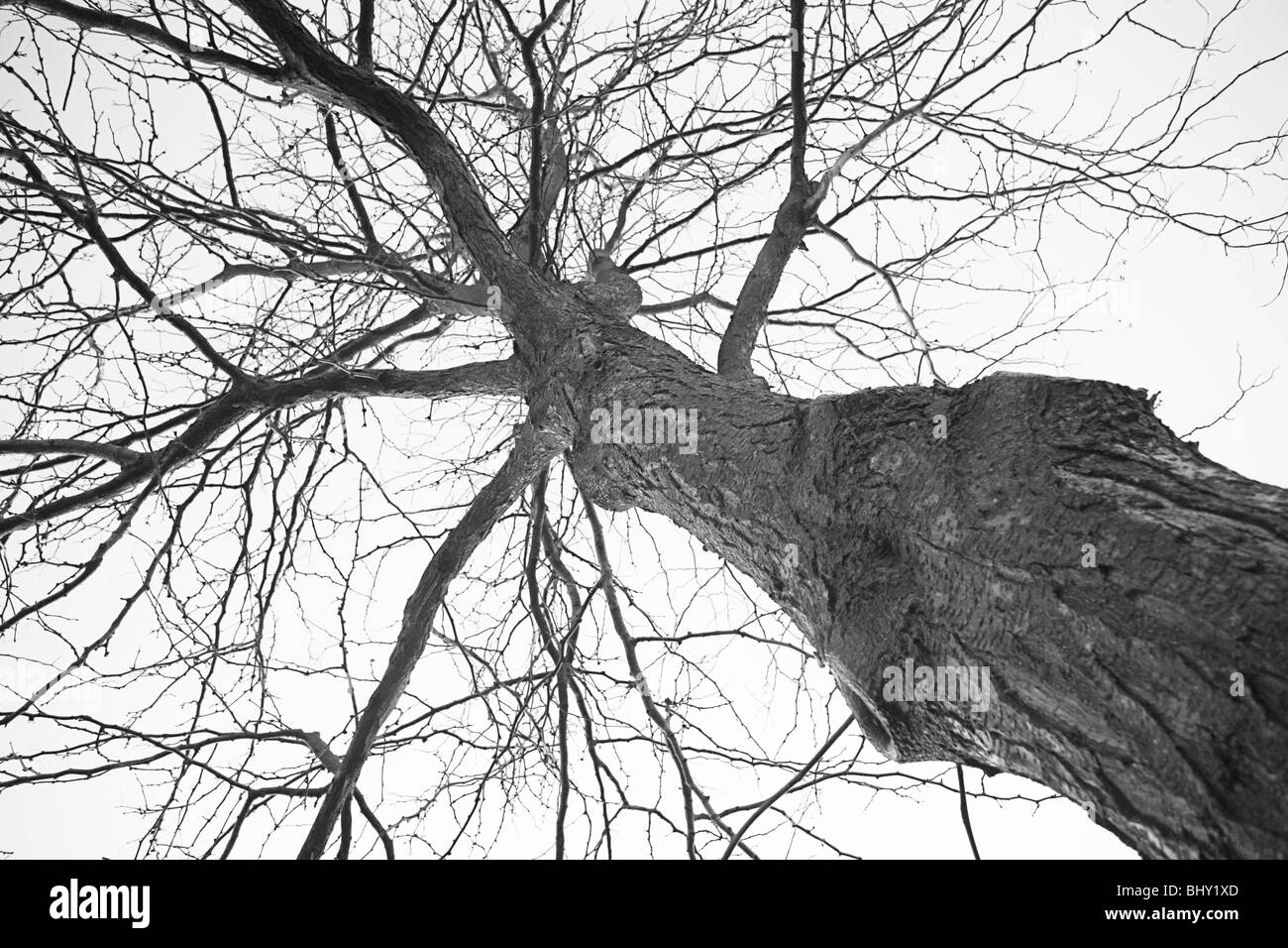 Arbre à feuilles larges Banque D'Images