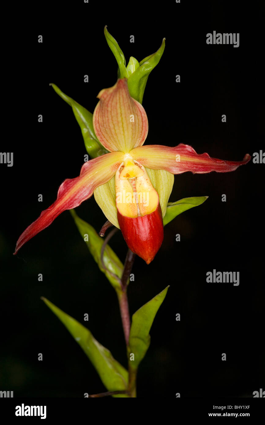 Lady's Slipper orchid Papheopedilum spec Banque D'Images