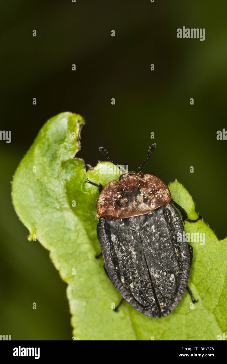 Carrion beetle (Oeceoptoma thoracicum) Banque D'Images