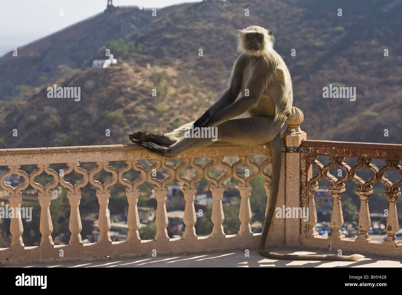 Hanuman-Langur Hulmane ou Langur, Indiennes (Semnopithecus animaux singe), l'Inde du Nord, Inde, Asie Banque D'Images